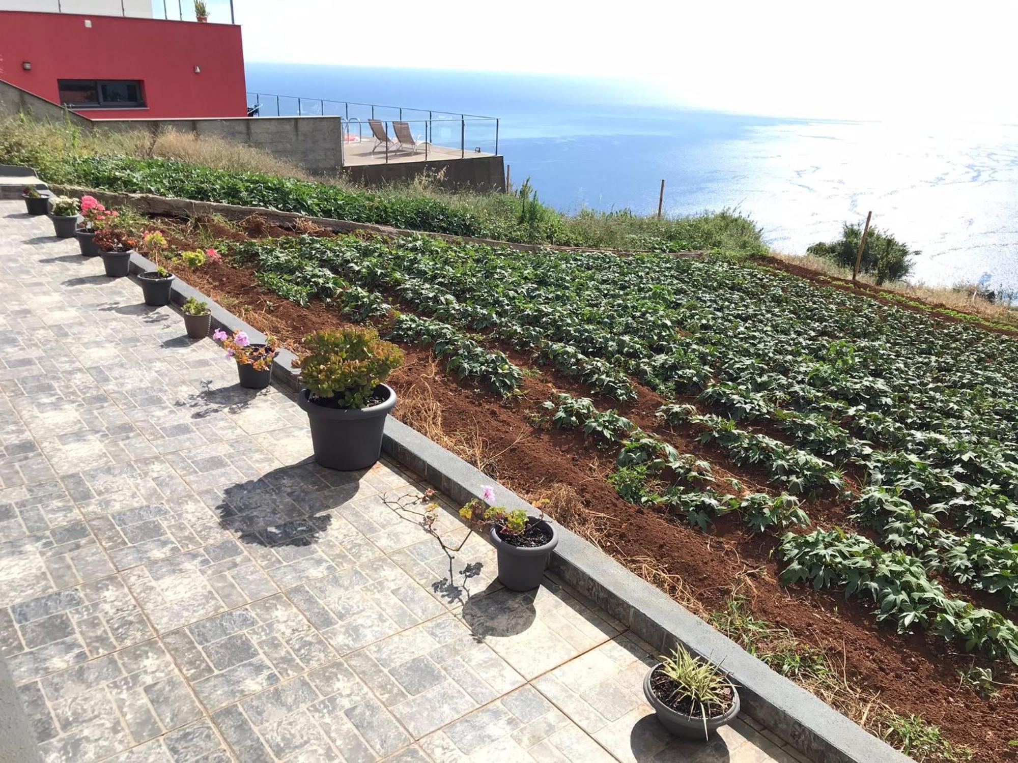 Palheirinho Da Achada Villa Arco da Calheta  Eksteriør bilde